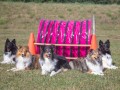 Jogis Hundeschule 047